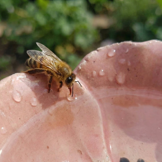 Bloomia - Blumenförmige Insektentränke Für Den Garten