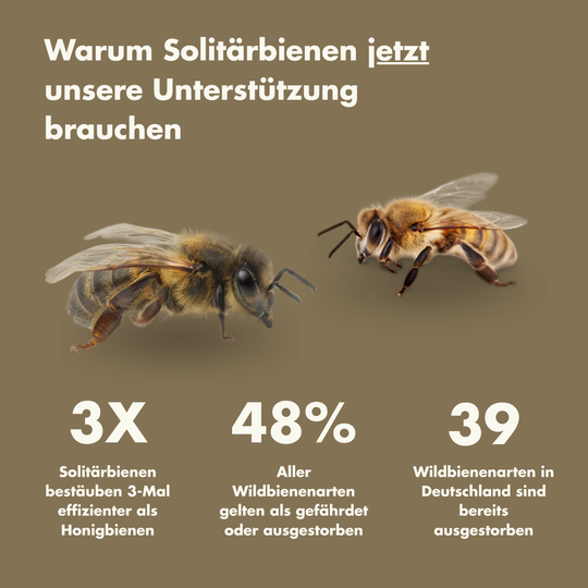 Buzzio - Hängendes Insektenhaus