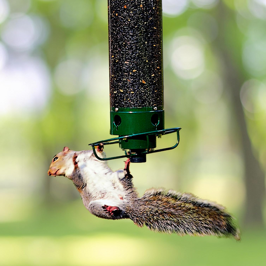 Squirrelout - Hängender Vogelfutterspender Mit Drehmechanismus