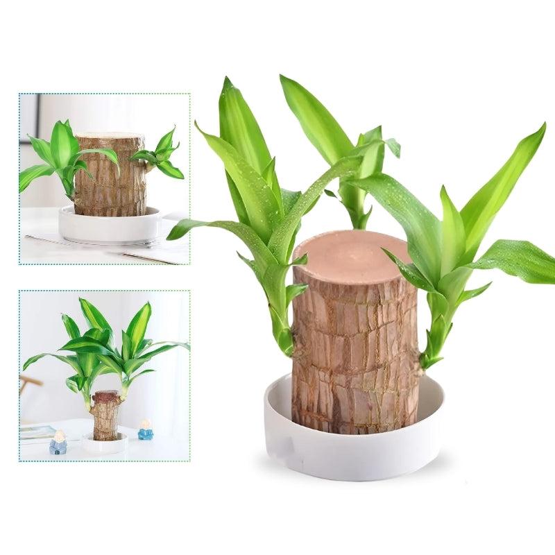 LuckTrunk - Zimmerpflanze Mit Dekorativem Holzstamm