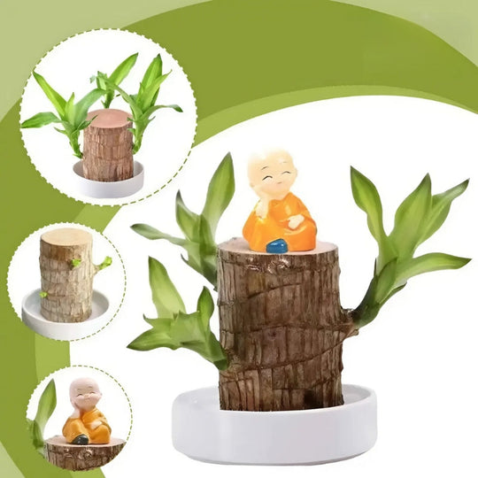 LuckTrunk - Zimmerpflanze Mit Dekorativem Holzstamm