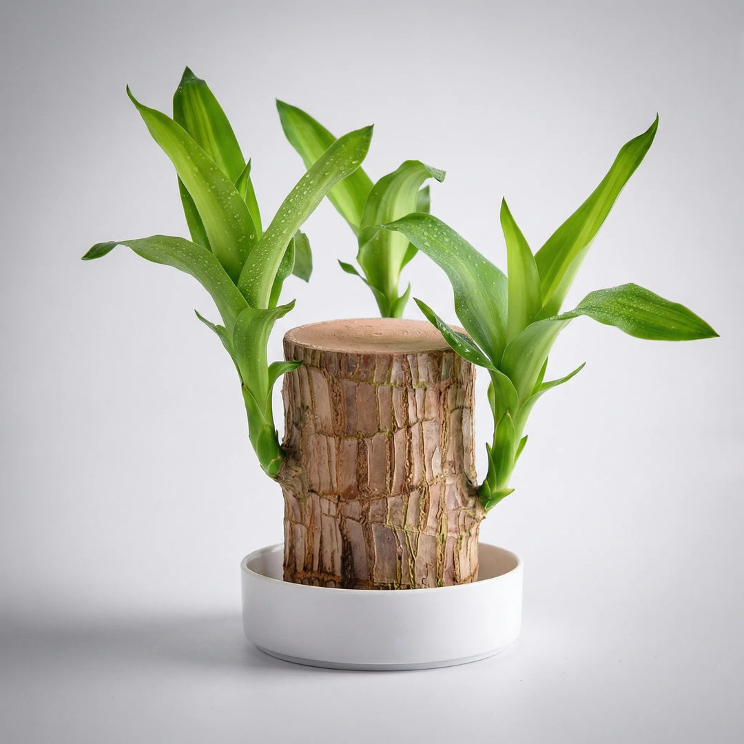 LuckTrunk - Zimmerpflanze Mit Dekorativem Holzstamm